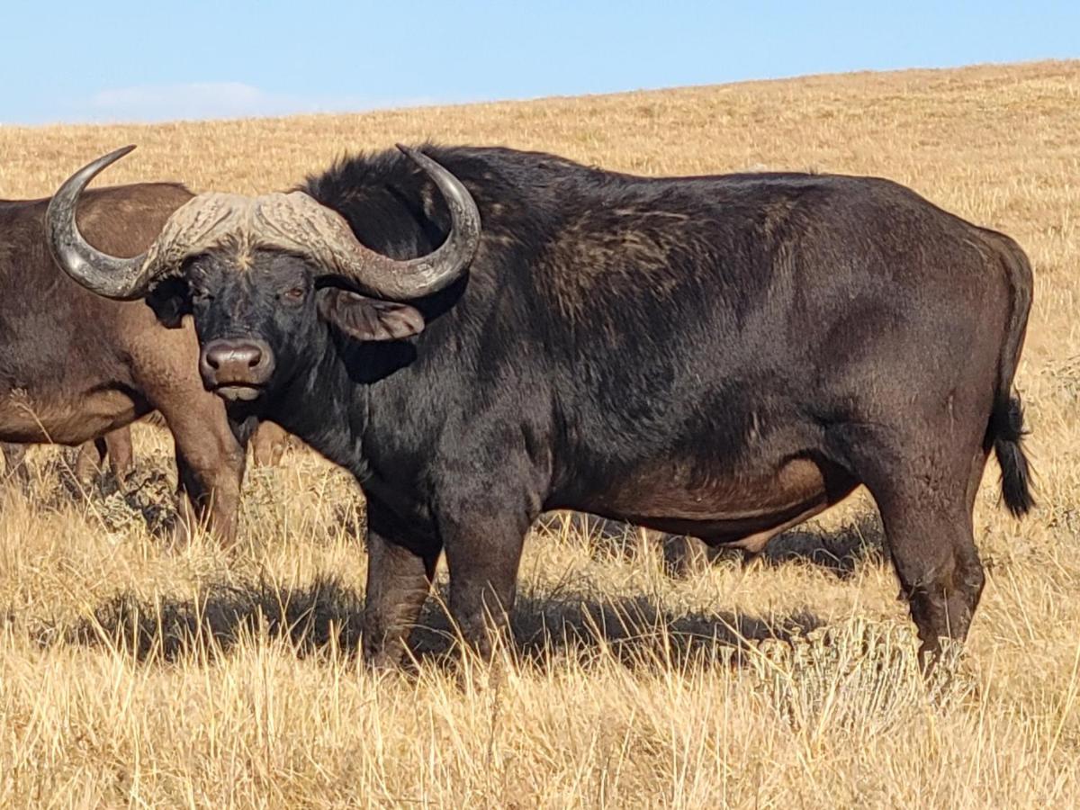 Buffalo Hills Private Game Reserve Гаррисмит Экстерьер фото