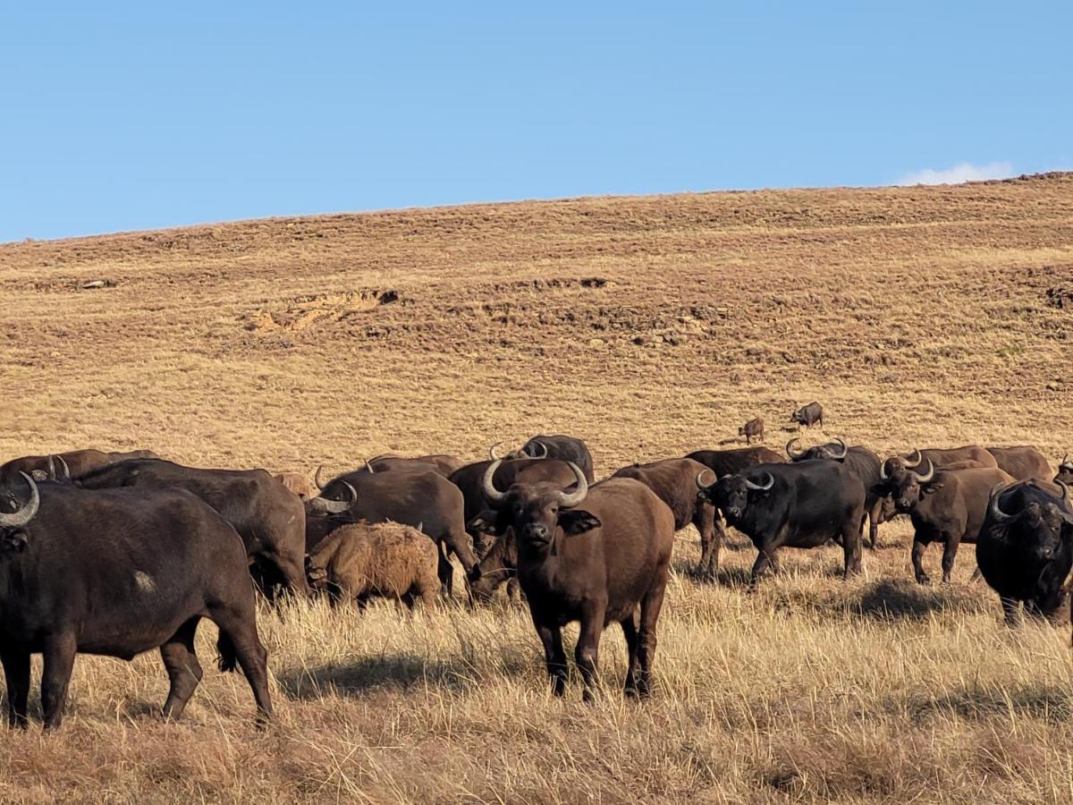 Buffalo Hills Private Game Reserve Гаррисмит Экстерьер фото